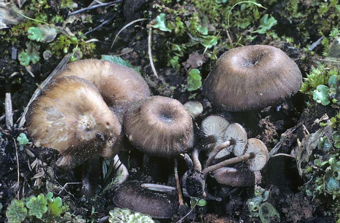 Myxomphalia maura